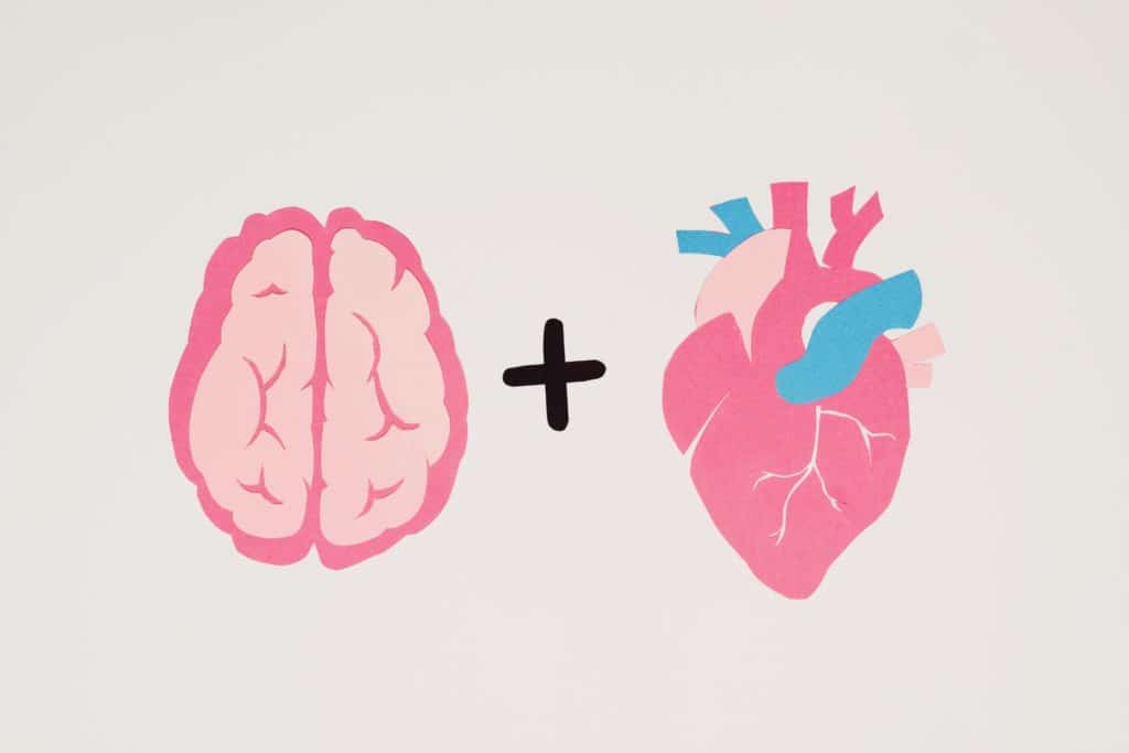 the brain and heart illustrated and how they are effected long term by meth