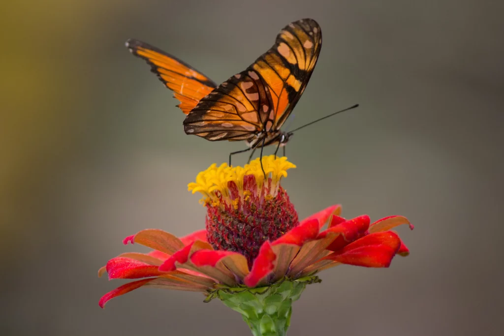 pexels leonardo jarro 633437,